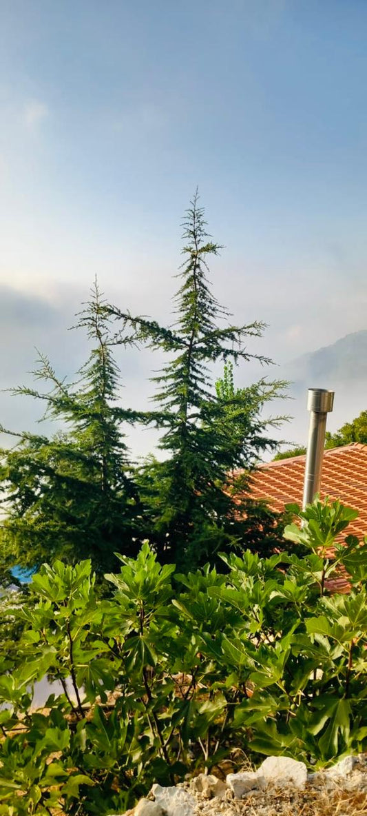 Land with an Old House in Chahtoul - أرض مع منزل قديم في شحتول