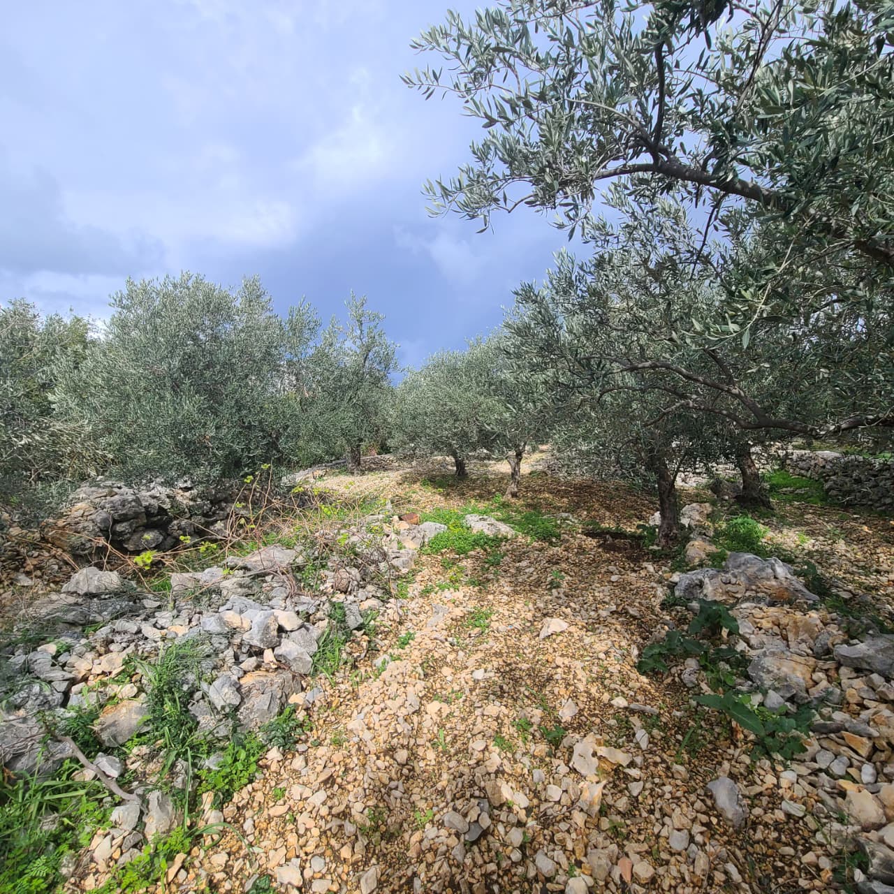 Land For Sale In Rihane -Jeddayel أرض للبيع في ريحان - جدايل - GMB151G