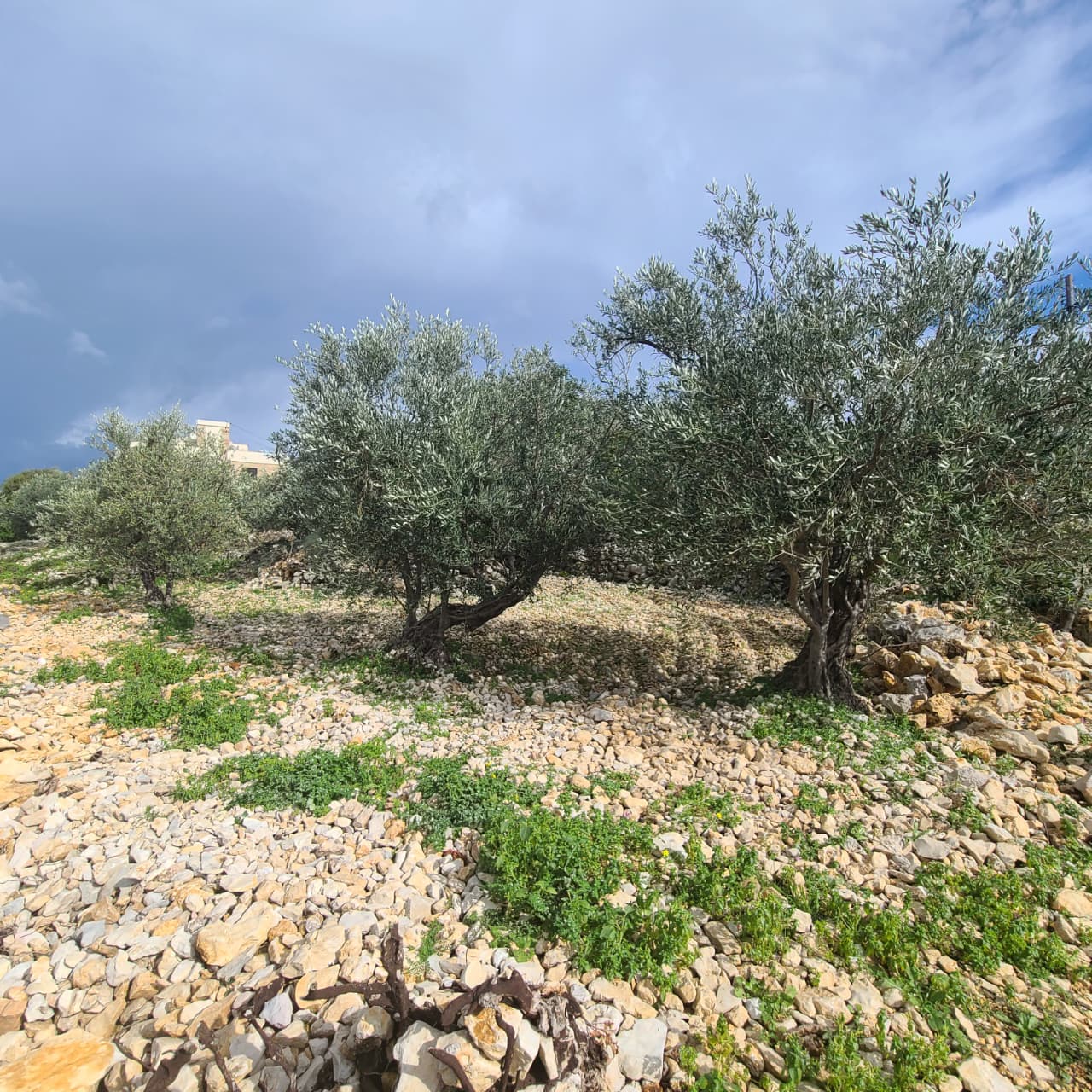 Land For Sale In Rihane -Jeddayel أرض للبيع في ريحان - جدايل - GMB151G