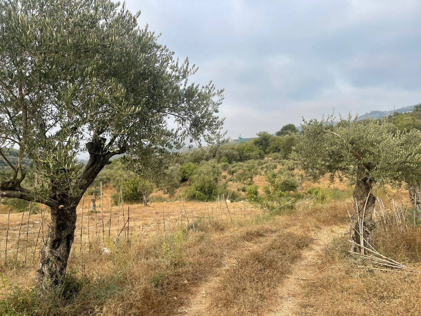 Land for sale in Mejdel - أرض للبيع في مجدل