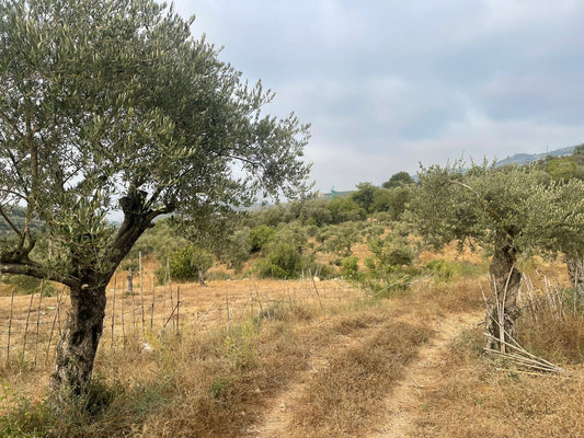 Land for sale in Mejdel - أرض للبيع في مجدل