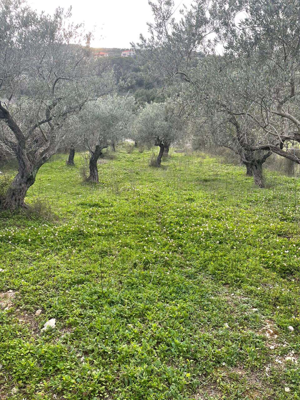 Land for sale in Ain Kfaa - أرض للبيع في عين كفاع