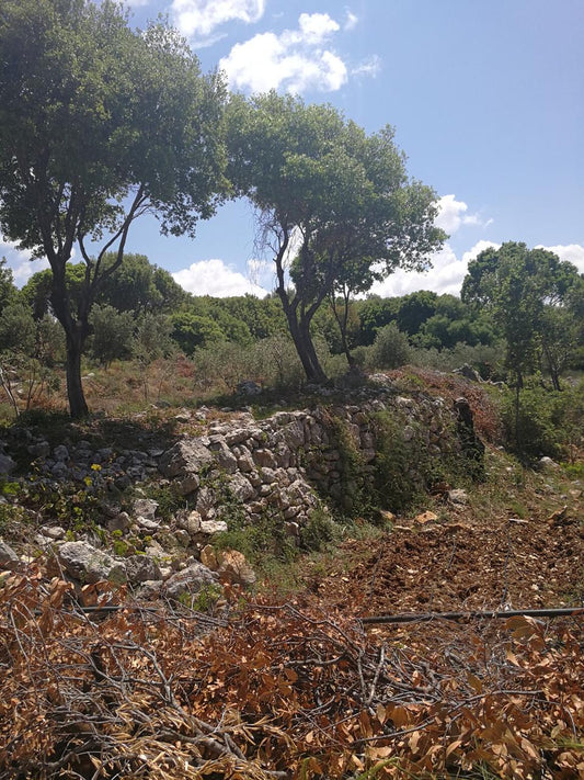 Land for sale in Batroun - أرض للبيع في البترون GM109TA
