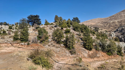 Land for sale in Abdine-Bcharre - أرض للبيع في عبدين - بشري GM155CM