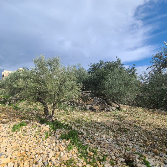 Land For Sale In Rihane -Jeddayel أرض للبيع في ريحان - جدايل - GMB151G
