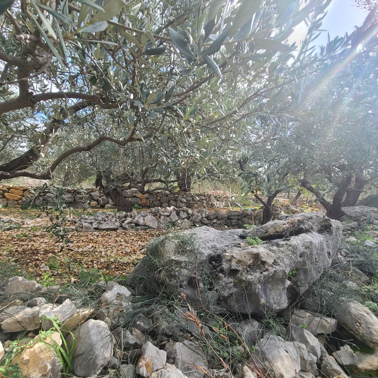 Land For Sale In Rihane -Jeddayel أرض للبيع في ريحان - جدايل - GMB151G