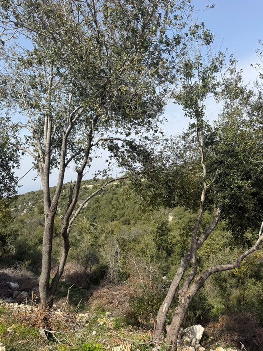 GMB212SA Land for sale in Batroun - أرض للبيع في البترون